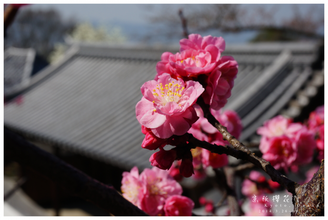 NEX-5R 京阪櫻花自由行 照片分享~