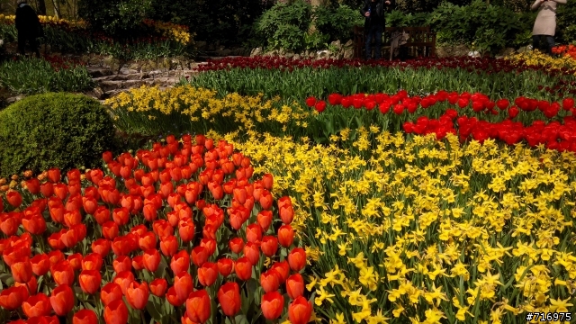 2014 荷蘭 霍肯霍夫花園