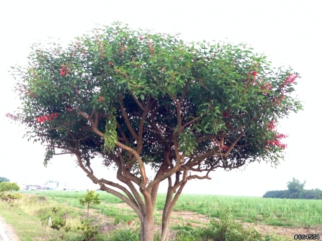 (請教)這是什麼樹或花??