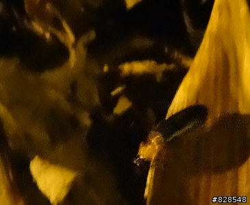 電費諸多等問題別吵了,還是桐花公園賞桐花 螢火蟲好！