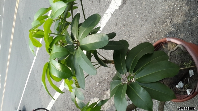 請問這植物什麼名字?