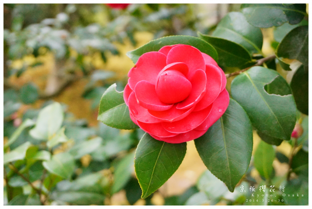 NEX-5R 京阪櫻花自由行 照片分享~
