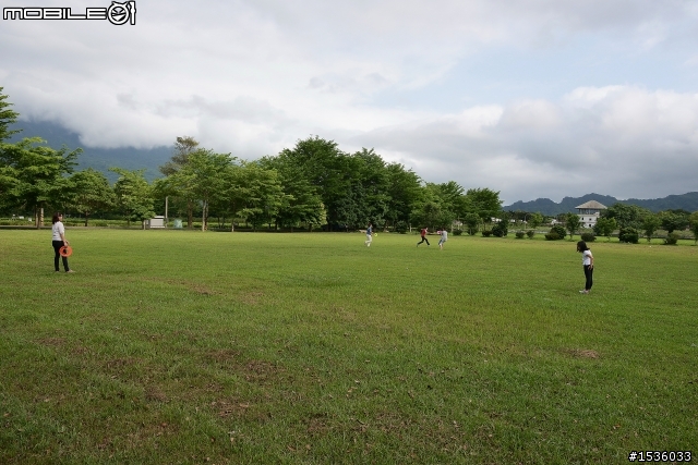 台東鹿野龍田村：龍田桐花大道