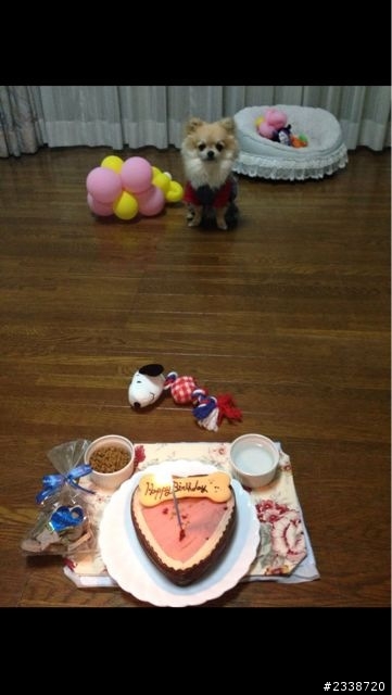 狗狗的尿布？（護墊？）