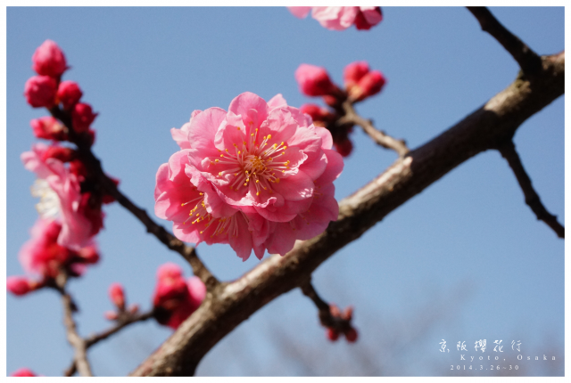 NEX-5R 京阪櫻花自由行 照片分享~