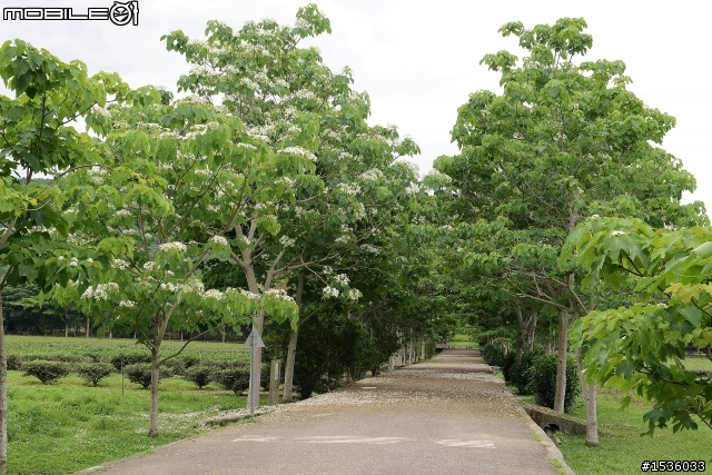 台東鹿野龍田村：龍田桐花大道