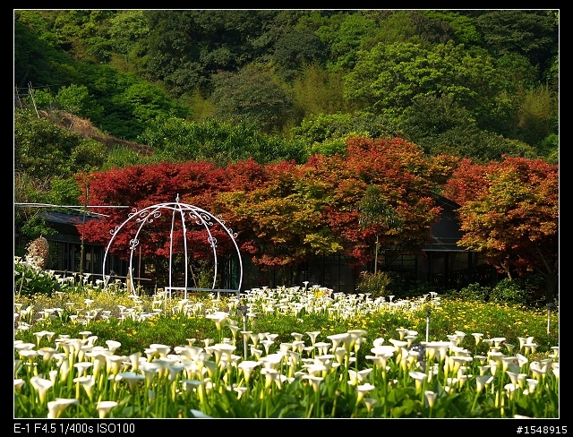 2014年竹子湖海芋季