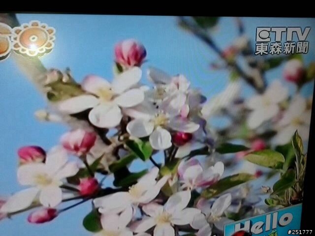 請問這是什麼花？