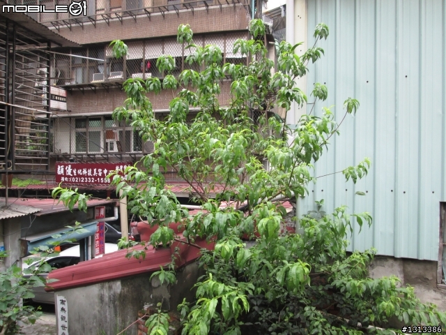 都市花園