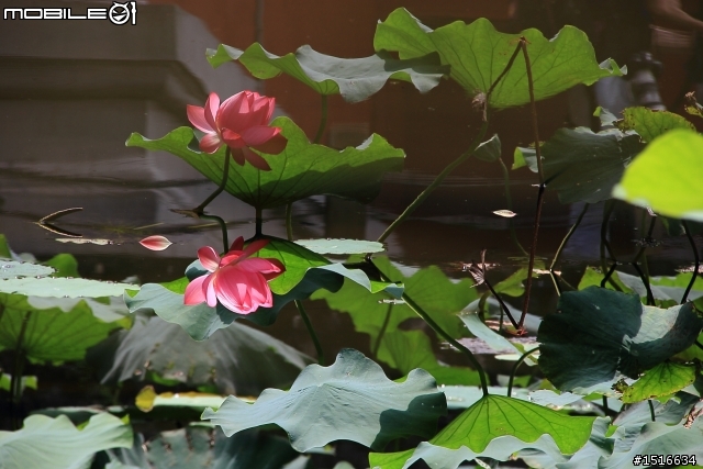 荷花樓 (邁進2019)