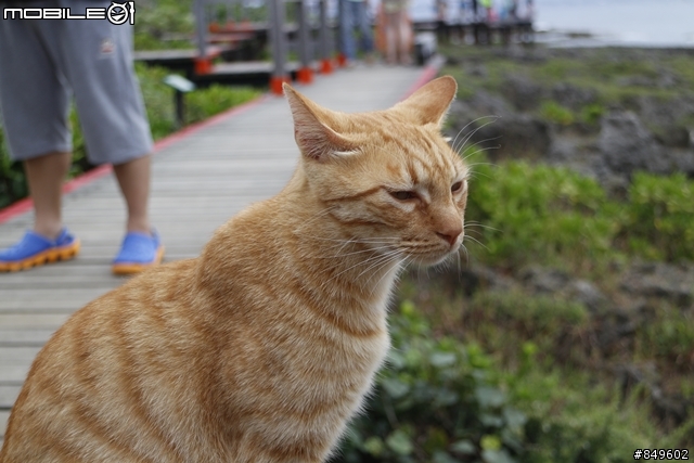 沒良心的主人！在鵝鑾鼻公園裡【海濱棧道】流浪的橘貓！