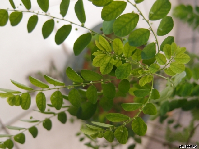 請教植物名稱