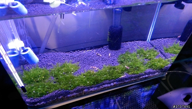 水晶蝦缸