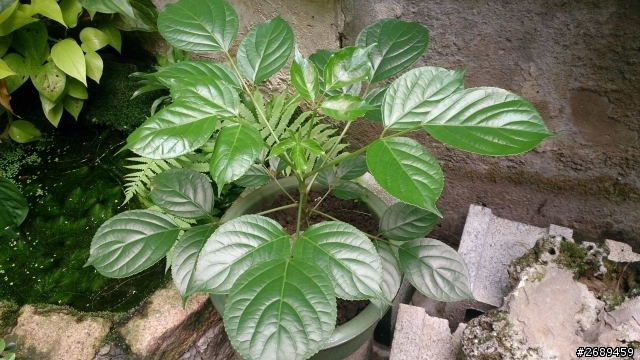 請問這棵植物名稱