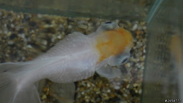 關於魚缸的一些問題 20點喔~