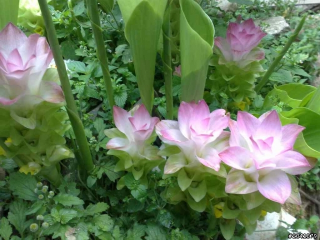 （二）請問這些花草叫什麼名字？謝謝。