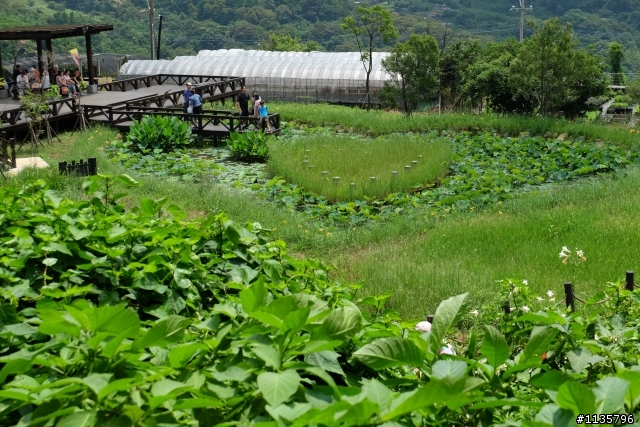 內湖碧山巖,白石湖吊橋半日遊
