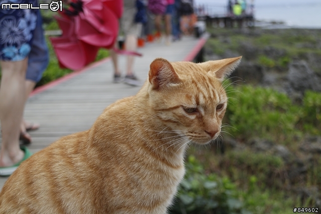 沒良心的主人！在鵝鑾鼻公園裡【海濱棧道】流浪的橘貓！