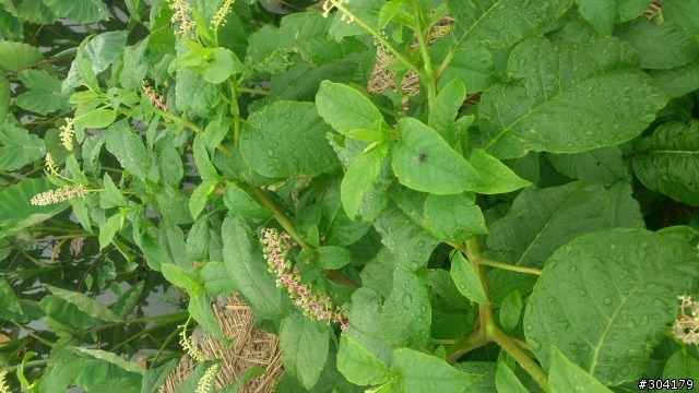 請問一下有人知道這是什麼植物嗎？