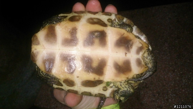 路上撿到龜~