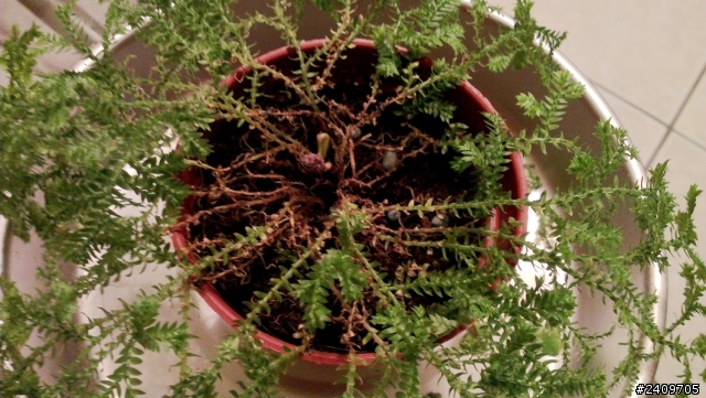 這樣的翠雲草(已知是捲柏)該怎麼救呢？