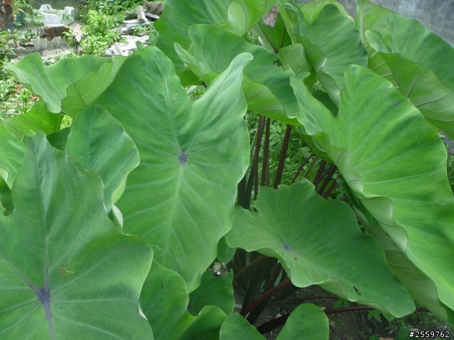 芋頭何時才成熟？