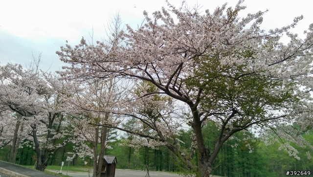 帶的M8前進北海道拍櫻花跟函館百萬夜景