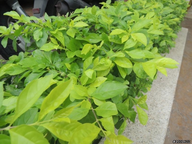 社區圍籬植物很多蚊子