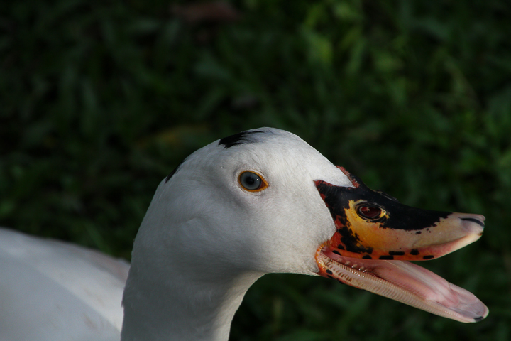 「搶先開箱」Tamron 16-300mm F/3.5-6.3 DiII VC PZD MACRO