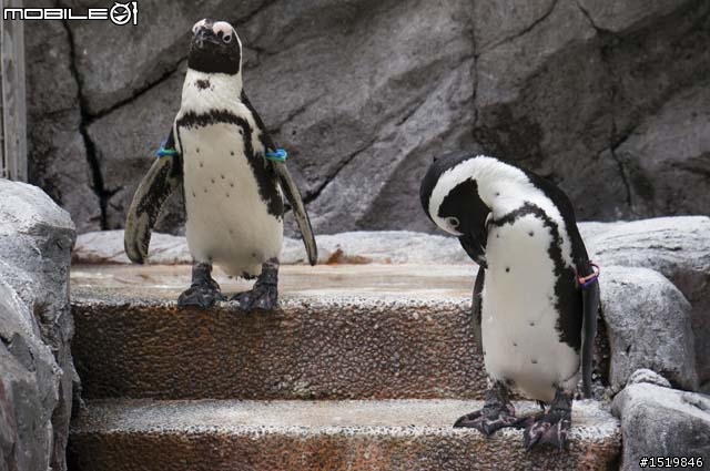 分享！喜歡企鵝的大大必到！長崎ペンギン水族館