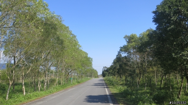元月花東縱谷行