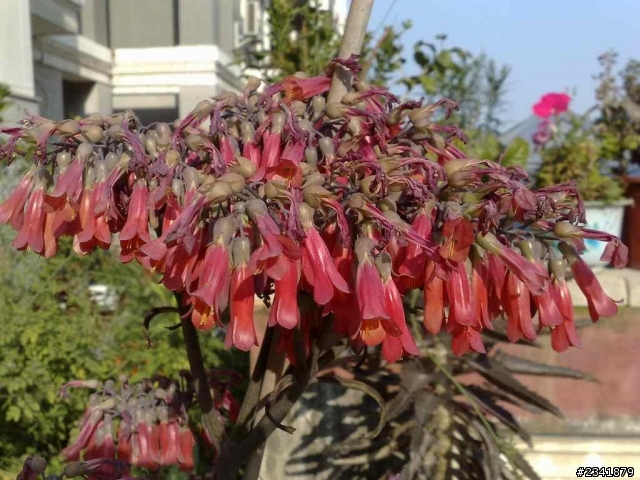 （一）請問這些花草叫什麼名字？謝謝。