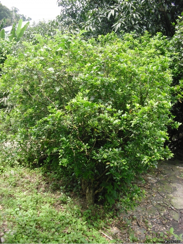 (求助)請問各位植物達人~