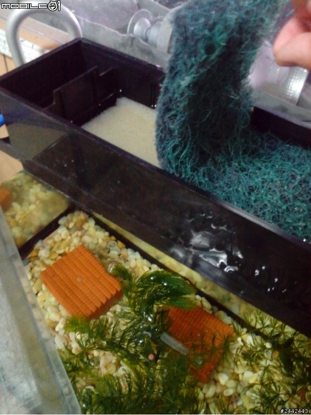 請問如何養魚...