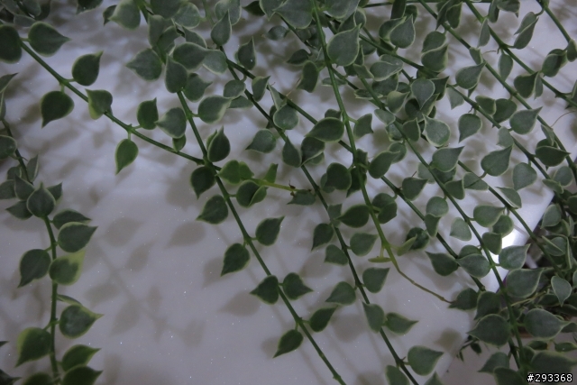 求救-新芽一直枯萎與繡球花生病