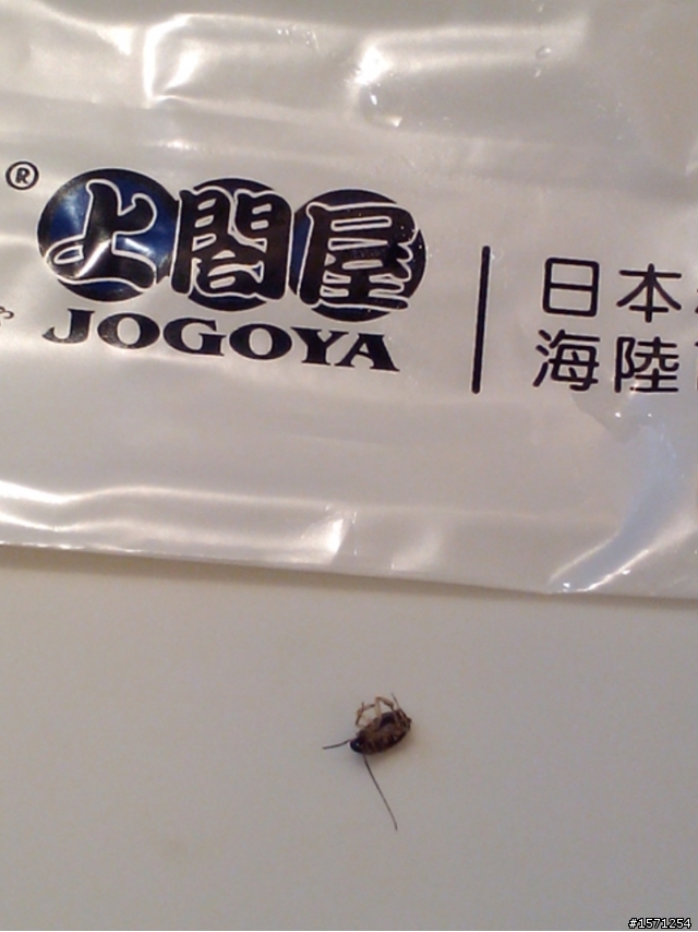 在上闔屋吃飯時，食物有蟑螂該如何處理(圖片以上傳)