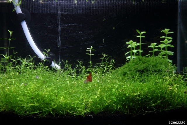 珍珠草發生了什麼問題