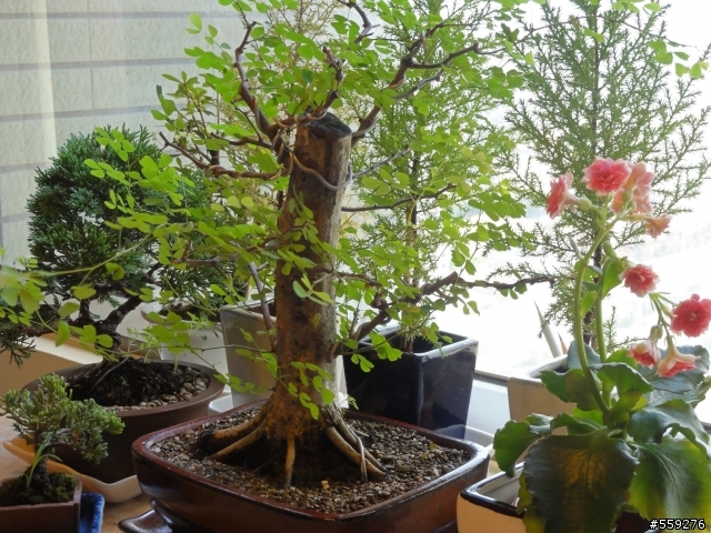 各位前輩，請幫我看一下這樹是死了嗎？（內有照片，感謝！）