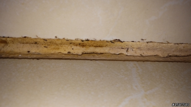 浴室發霉的瓷磚縫上有蟲,有人知道是什麼嗎?