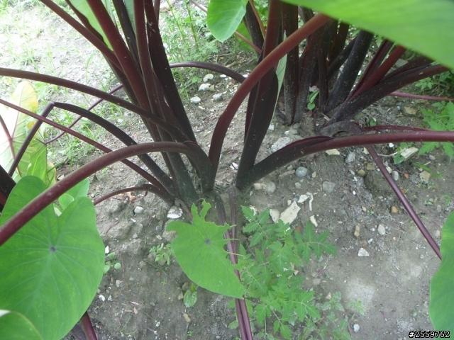 芋頭何時才成熟？