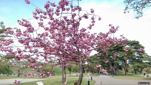 帶的M8前進北海道拍櫻花跟函館百萬夜景