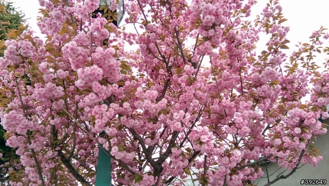 帶的M8前進北海道拍櫻花跟函館百萬夜景