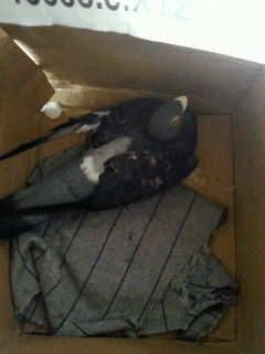 誰家的鴿子(飛走了)