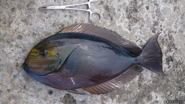 簡單釣況