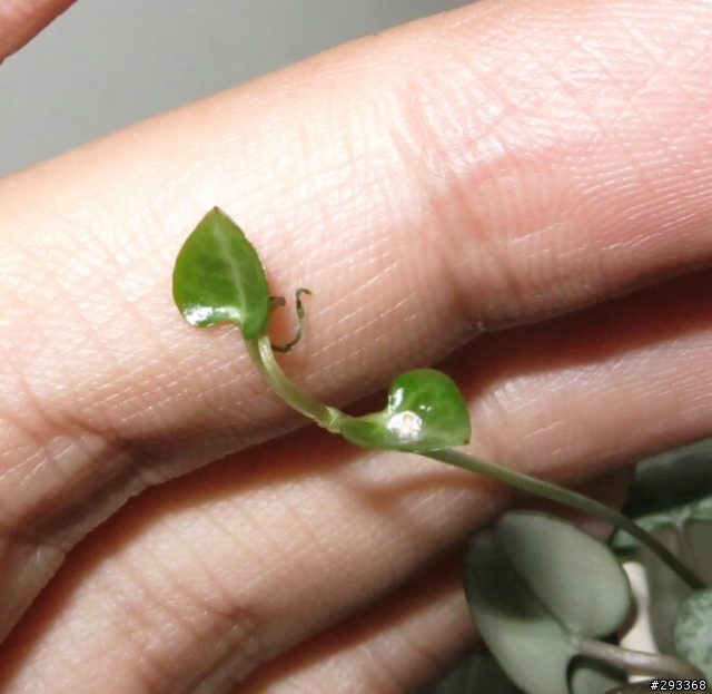 求救-新芽一直枯萎與繡球花生病
