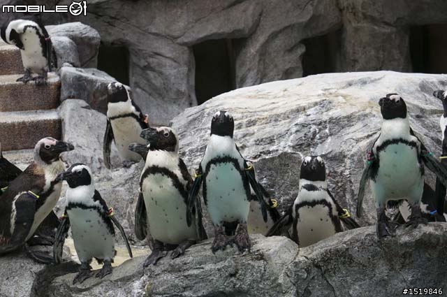 分享！喜歡企鵝的大大必到！長崎ペンギン水族館