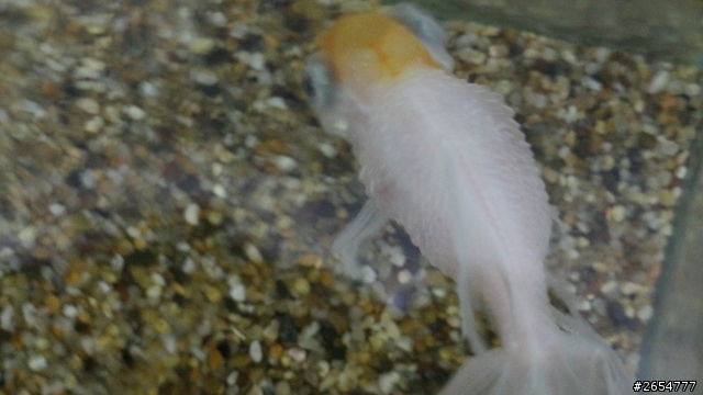 關於魚缸的一些問題 20點喔~