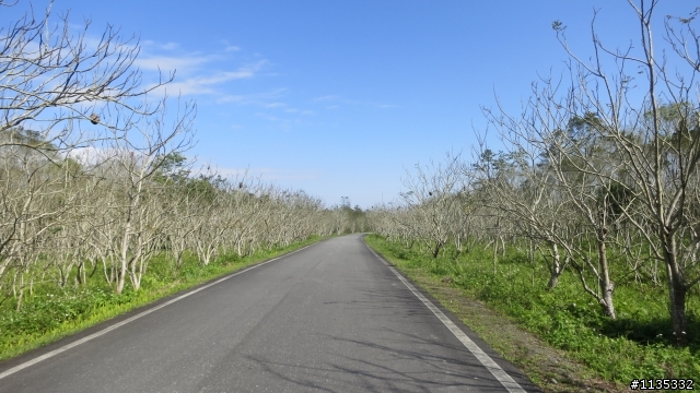 元月花東縱谷行