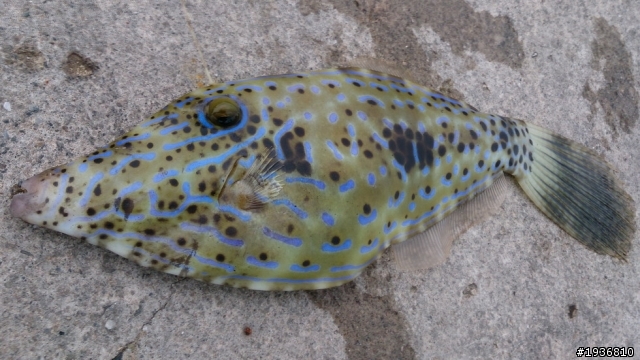 簡單釣況