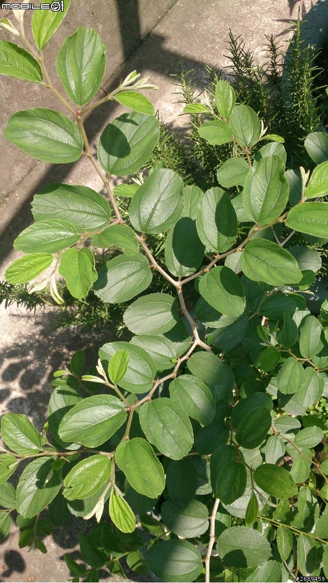 請問植物名稱
